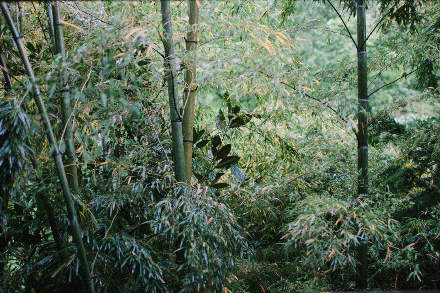 Yama no Chaya Ryokan, Hakone