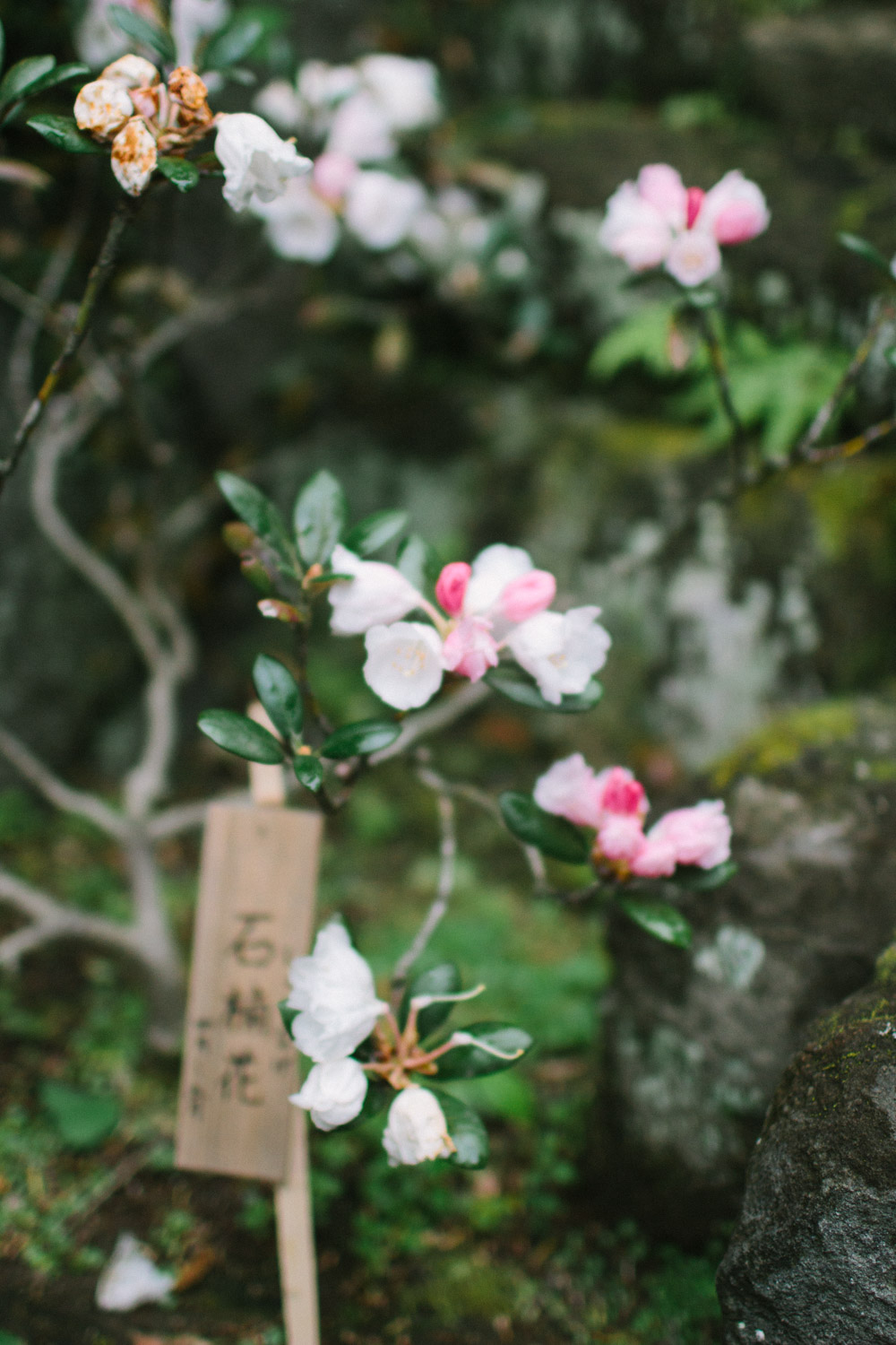 Kamakura