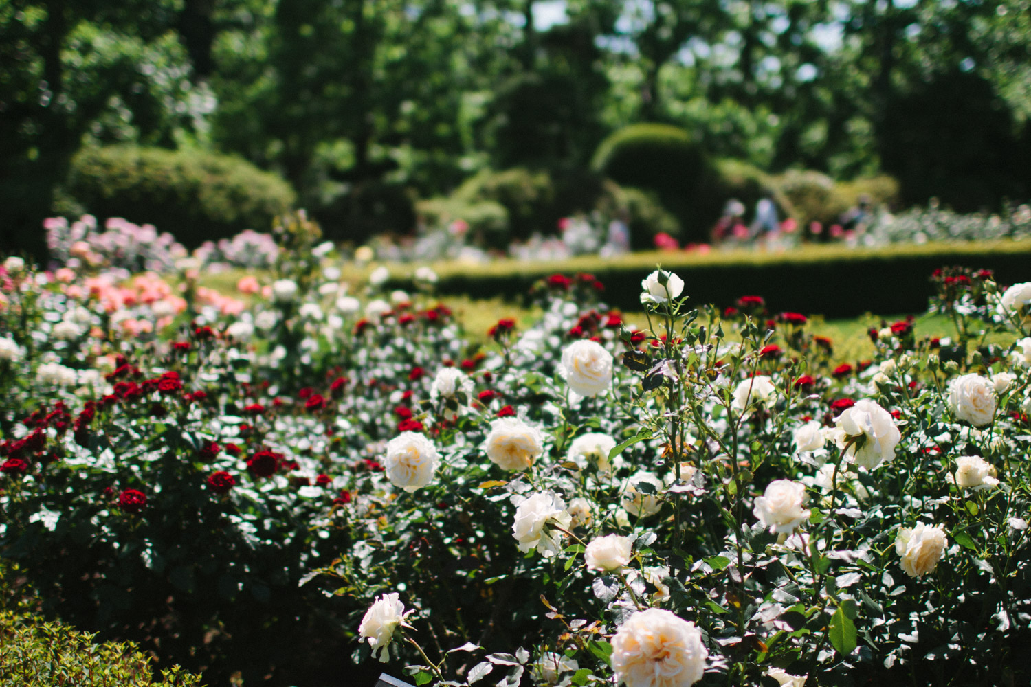 Shinjuku Gyoen