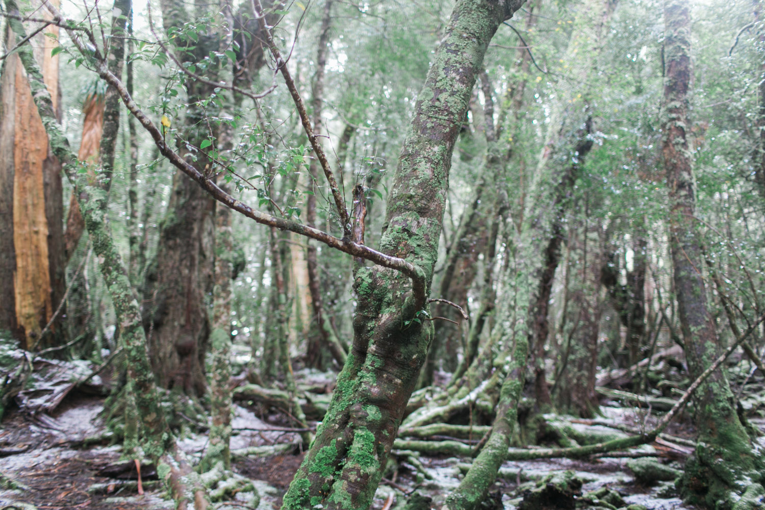 Cradle Mountain