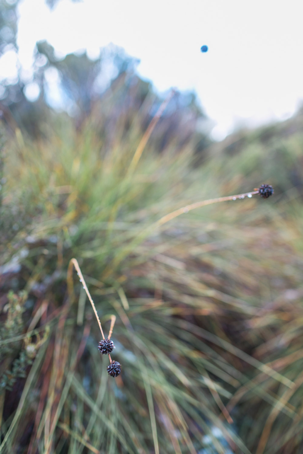 Cradle Mountain