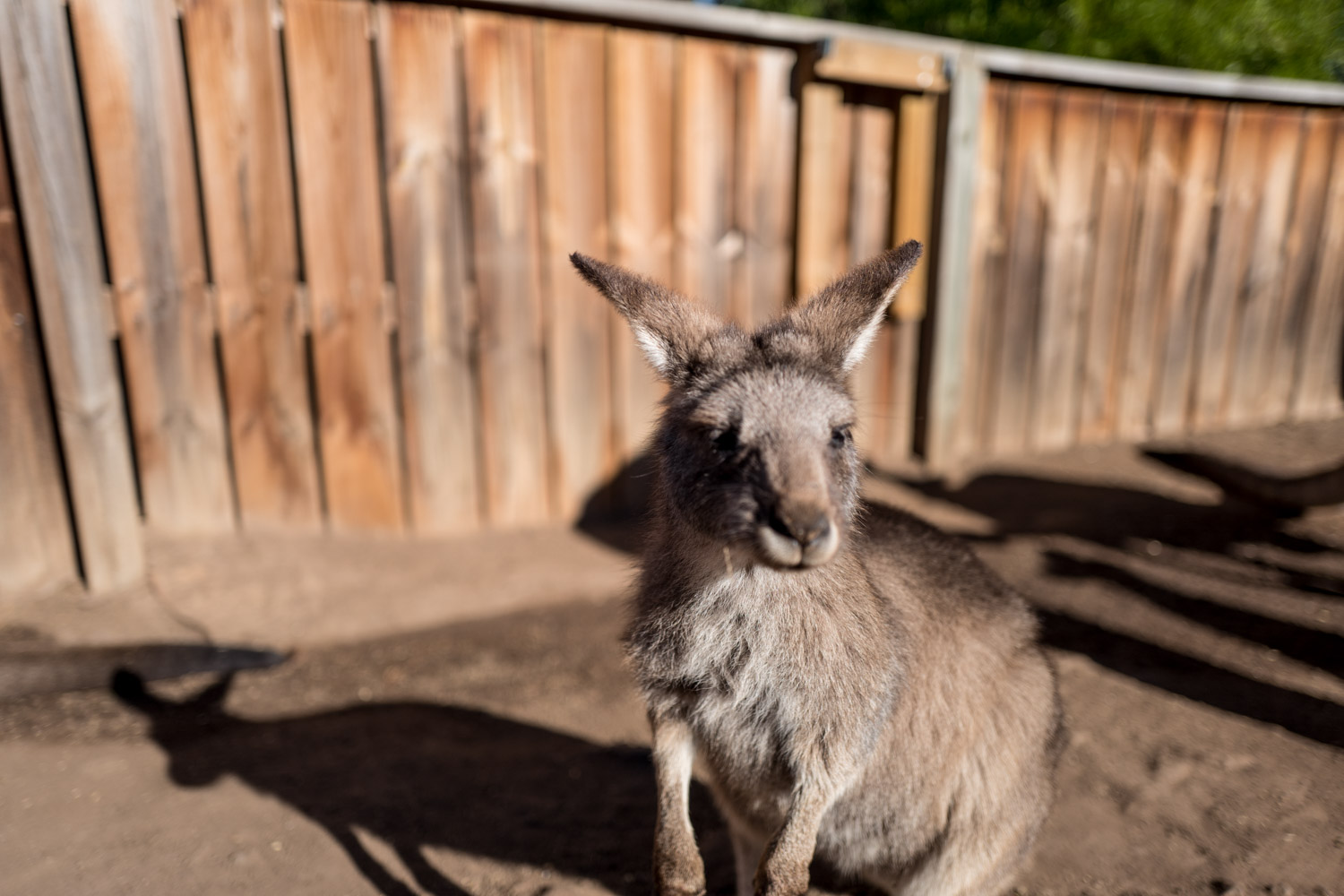 Tasmania