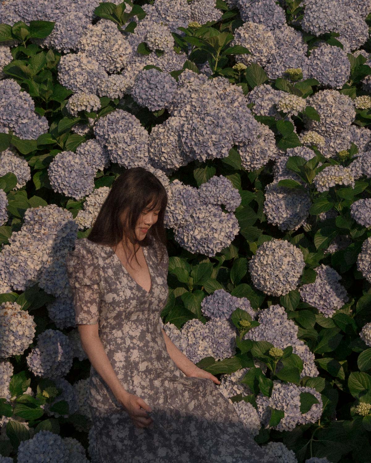Woman in a soft blue floral dress standing in front of tall blue hydrangea bushes.