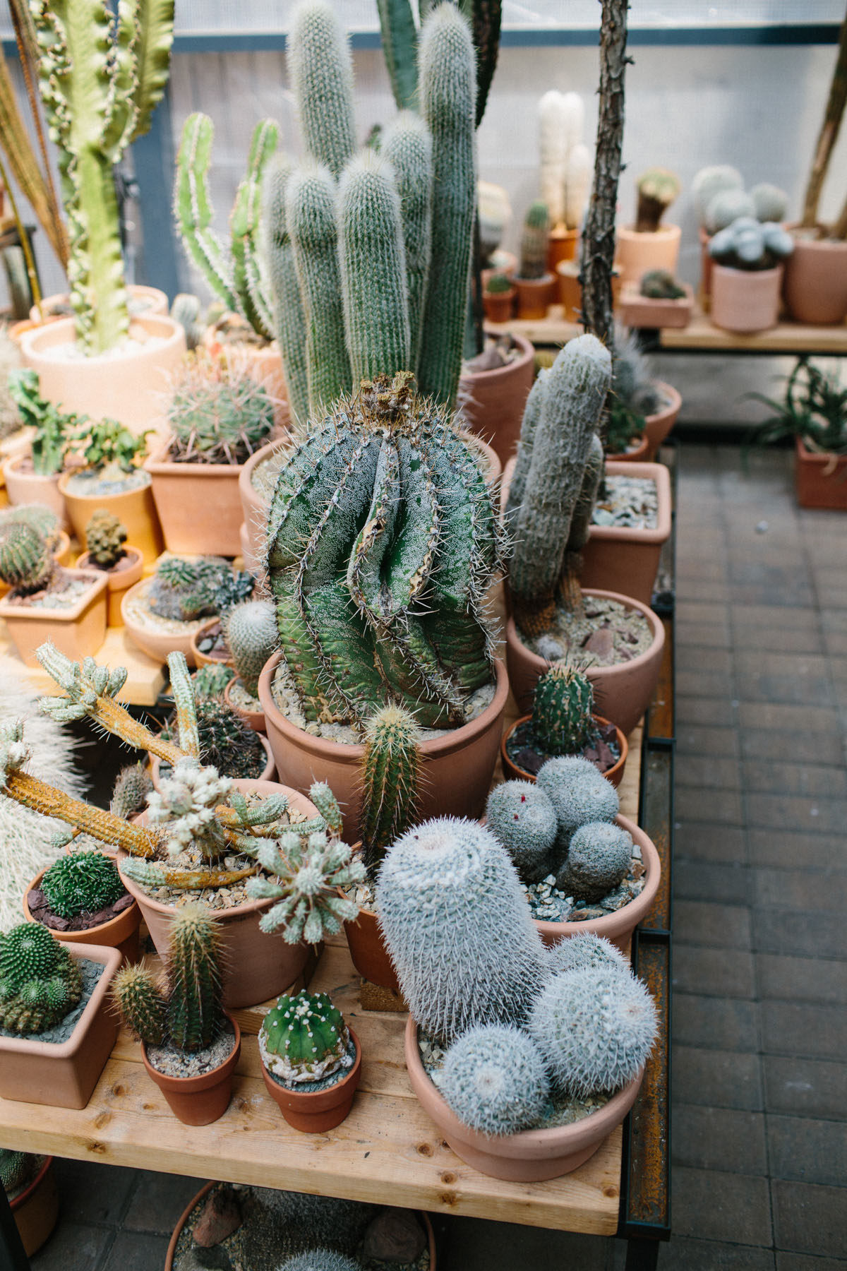 Cactus Pop-Up Shop in Chinatown