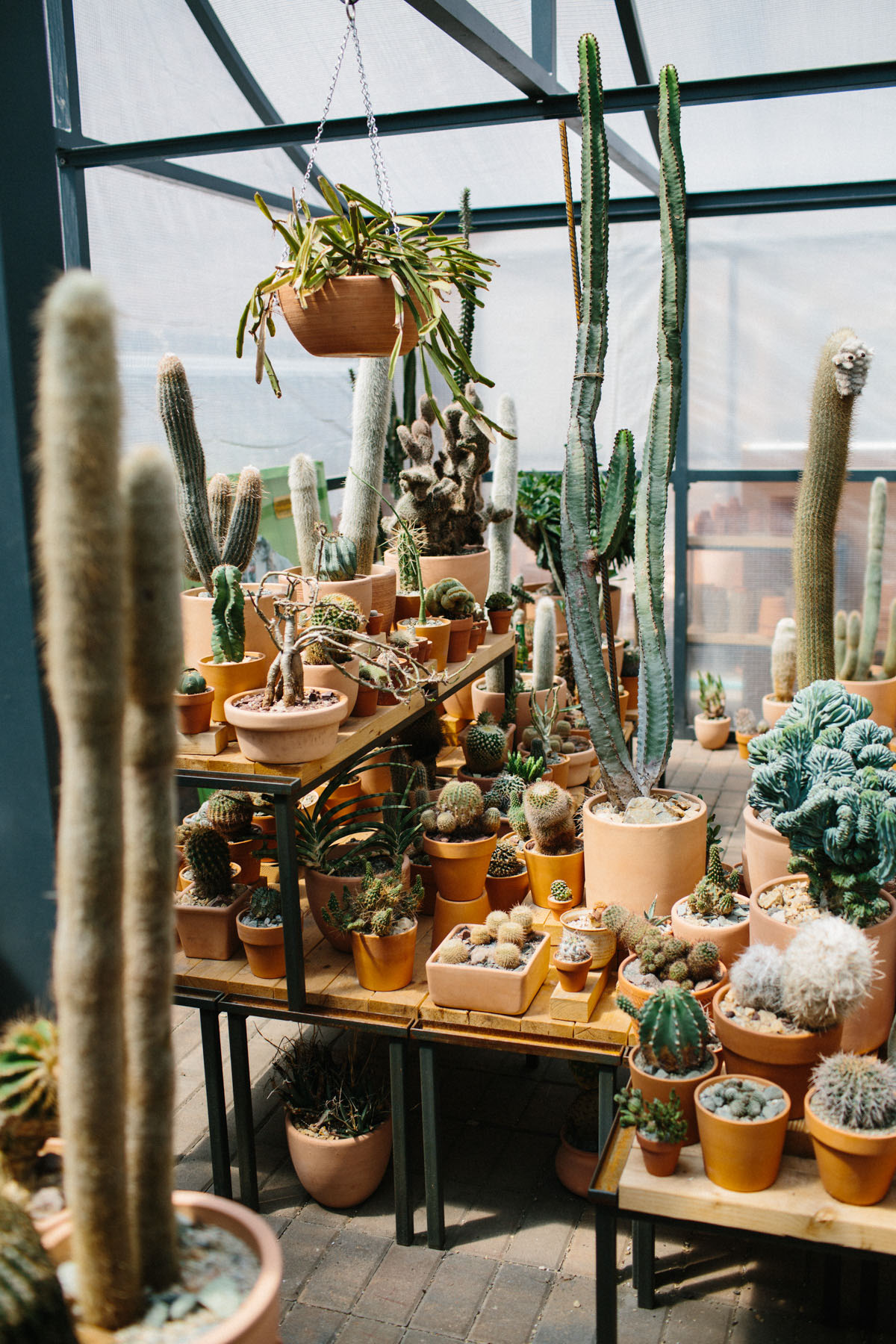 Cactus Pop-Up Shop in Chinatown